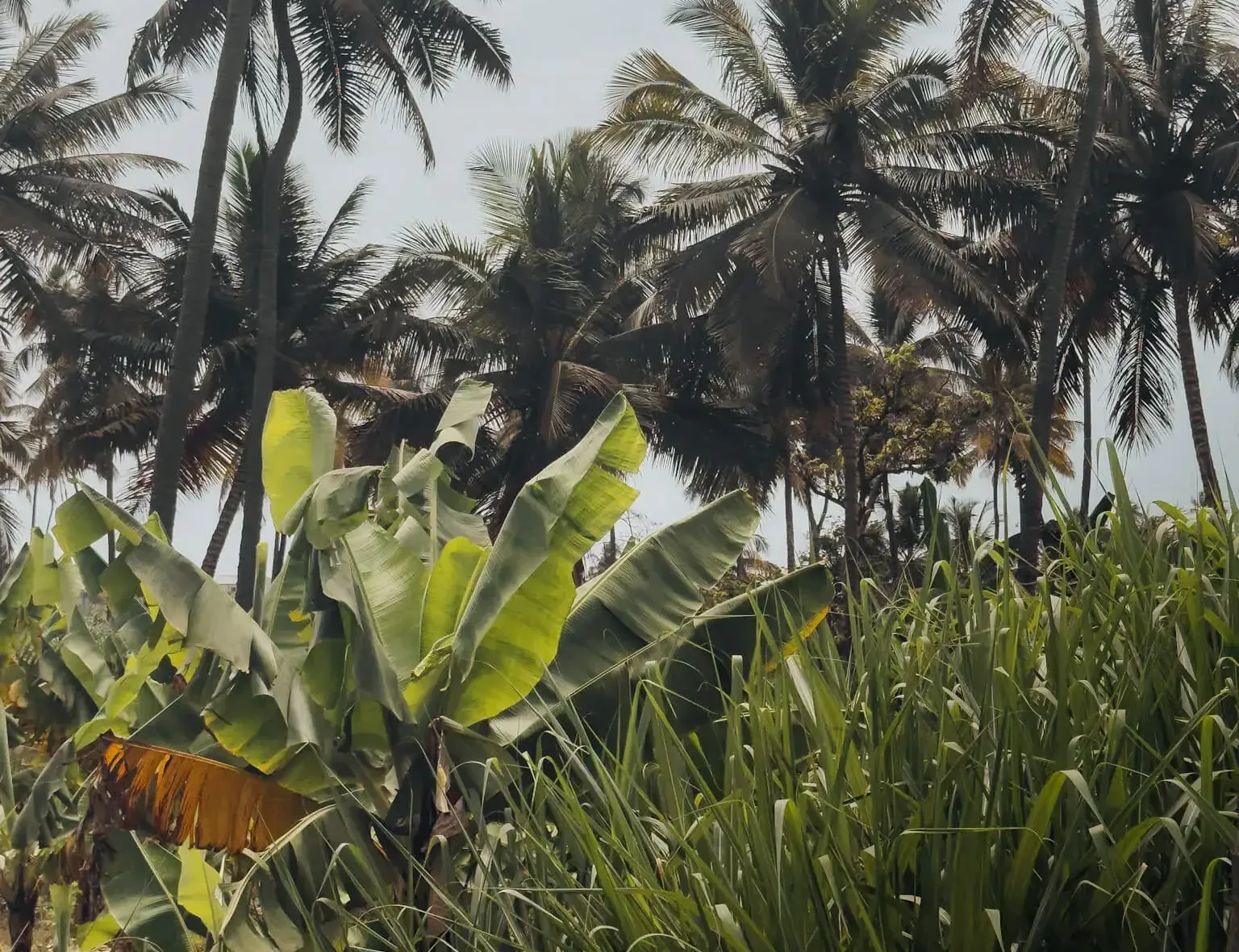 palmeras en pedra badejo, cabo verde